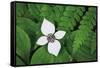 Bunchberry and Ferns I color-Alan Majchrowicz-Framed Stretched Canvas