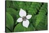 Bunchberry and Ferns I color-Alan Majchrowicz-Stretched Canvas