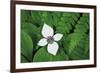 Bunchberry and Ferns I color-Alan Majchrowicz-Framed Art Print