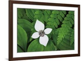 Bunchberry and Ferns I color-Alan Majchrowicz-Framed Art Print