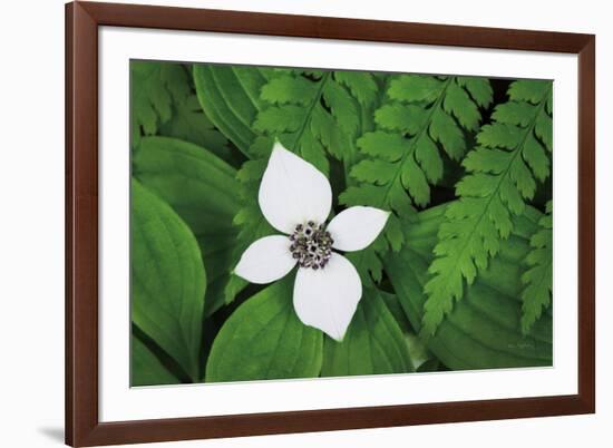 Bunchberry and Ferns I color-Alan Majchrowicz-Framed Art Print