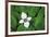 Bunchberry and Ferns I color-Alan Majchrowicz-Framed Art Print