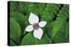 Bunchberry and Ferns I color-Alan Majchrowicz-Stretched Canvas