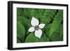 Bunchberry and Ferns I color-Alan Majchrowicz-Framed Art Print