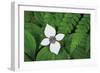 Bunchberry and Ferns I color-Alan Majchrowicz-Framed Art Print