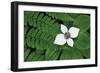 Bunchberry and Ferns II color-Alan Majchrowicz-Framed Premium Giclee Print