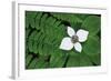 Bunchberry and Ferns II color-Alan Majchrowicz-Framed Art Print