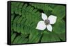 Bunchberry and Ferns II color-Alan Majchrowicz-Framed Stretched Canvas