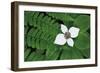 Bunchberry and Ferns II color-Alan Majchrowicz-Framed Art Print