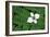 Bunchberry and Ferns II color-Alan Majchrowicz-Framed Art Print