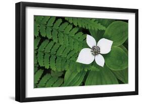 Bunchberry and Ferns II color-Alan Majchrowicz-Framed Art Print