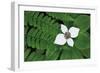 Bunchberry and Ferns II color-Alan Majchrowicz-Framed Art Print