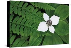 Bunchberry and Ferns II color-Alan Majchrowicz-Stretched Canvas