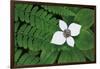 Bunchberry and Ferns II color-Alan Majchrowicz-Framed Art Print