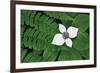 Bunchberry and Ferns II color-Alan Majchrowicz-Framed Art Print