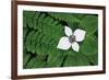 Bunchberry and Ferns II color-Alan Majchrowicz-Framed Art Print