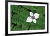 Bunchberry and Ferns II color-Alan Majchrowicz-Framed Art Print