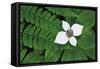 Bunchberry and Ferns II color-Alan Majchrowicz-Framed Stretched Canvas