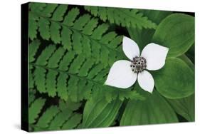 Bunchberry and Ferns II color-Alan Majchrowicz-Stretched Canvas