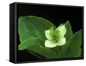 Bunchberry Dwarf Cornel, St. Ignace, Michigan, USA-Claudia Adams-Framed Stretched Canvas