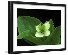 Bunchberry Dwarf Cornel, St. Ignace, Michigan, USA-Claudia Adams-Framed Photographic Print