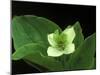 Bunchberry Dwarf Cornel, St. Ignace, Michigan, USA-Claudia Adams-Mounted Photographic Print