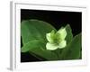 Bunchberry Dwarf Cornel, St. Ignace, Michigan, USA-Claudia Adams-Framed Photographic Print