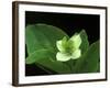 Bunchberry Dwarf Cornel, St. Ignace, Michigan, USA-Claudia Adams-Framed Photographic Print