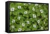 Bunchberry-Kathy Mahan-Framed Stretched Canvas