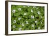 Bunchberry-Kathy Mahan-Framed Photographic Print