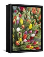 Bunches of colorful tulips-Markus Altmann-Framed Stretched Canvas