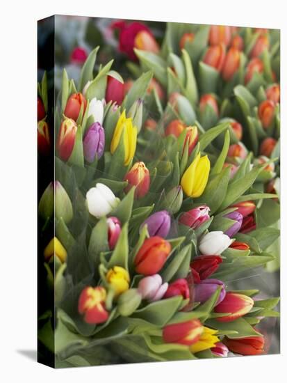 Bunches of colorful tulips-Markus Altmann-Stretched Canvas