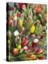 Bunches of colorful tulips-Markus Altmann-Stretched Canvas