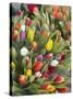 Bunches of colorful tulips-Markus Altmann-Stretched Canvas