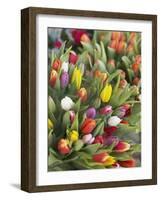 Bunches of colorful tulips-Markus Altmann-Framed Photographic Print