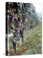 Bunches of Grapes Growing in a Vineyard, Barbaresco Docg, Piedmont, Italy-null-Stretched Canvas