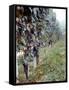 Bunches of Grapes Growing in a Vineyard, Barbaresco Docg, Piedmont, Italy-null-Framed Stretched Canvas