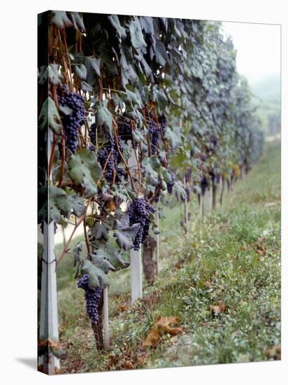 Bunches of Grapes Growing in a Vineyard, Barbaresco Docg, Piedmont, Italy-null-Stretched Canvas