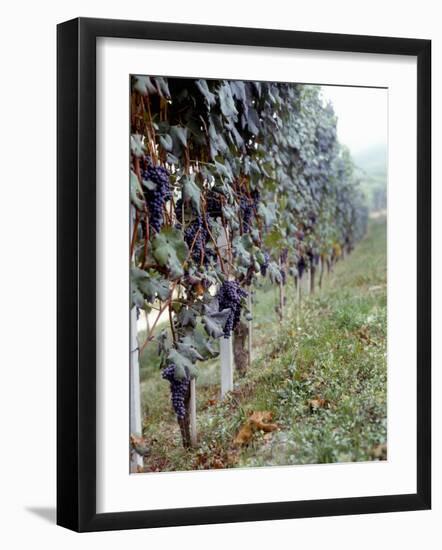 Bunches of Grapes Growing in a Vineyard, Barbaresco Docg, Piedmont, Italy-null-Framed Photographic Print