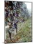 Bunches of Grapes Growing in a Vineyard, Barbaresco Docg, Piedmont, Italy-null-Mounted Photographic Print