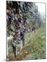 Bunches of Grapes Growing in a Vineyard, Barbaresco Docg, Piedmont, Italy-null-Mounted Photographic Print