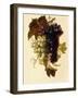 Bunches of Green and Red Grapes Suspended from a Rope, C.1796-Joseph-Laurent Malaine-Framed Giclee Print