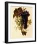 Bunches of Green and Red Grapes Suspended from a Rope, C.1796-Joseph-Laurent Malaine-Framed Giclee Print