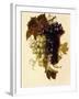 Bunches of Green and Red Grapes Suspended from a Rope, C.1796-Joseph-Laurent Malaine-Framed Giclee Print