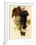 Bunches of Green and Red Grapes Suspended from a Rope, C.1796-Joseph-Laurent Malaine-Framed Giclee Print