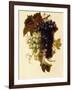 Bunches of Green and Red Grapes Suspended from a Rope, C.1796-Joseph-Laurent Malaine-Framed Giclee Print