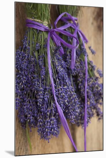 Bunches of Lavender Drying Shed at Lavender Festival, Sequim, Washington, USA-Merrill Images-Mounted Photographic Print