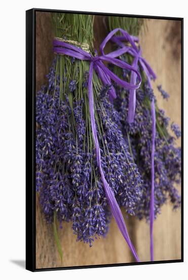 Bunches of Lavender Drying Shed at Lavender Festival, Sequim, Washington, USA-Merrill Images-Framed Stretched Canvas