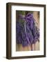 Bunches of Lavender Drying Shed at Lavender Festival, Sequim, Washington, USA-Merrill Images-Framed Photographic Print