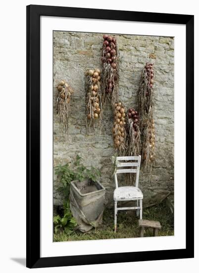 Bunches of Onions Drying Out on Brick Wall with Chair-Christina Wilson-Framed Photo